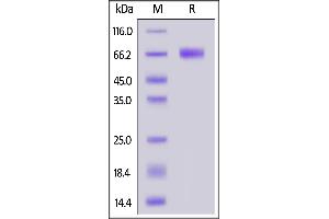 Biotinylated Human CLEC12A, Fc,Avitag on  under reducing (R) condition.