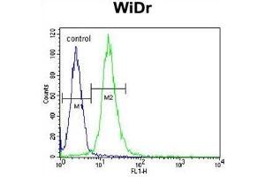 WDR5B Antibody (N-term) flow cytometric analysis of WiDr cells (right histogram) compared to a negative control cell (left histogram).