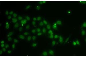 Immunofluorescence analysis of A-549 cells using POU6F1 Polyclonal Antibody (POU6F1 antibody)