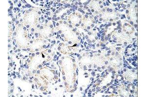 Image no. 1 for anti-Small Nuclear Ribonucleoprotein Polypeptide A (SNRPA) (AA 176-225) antibody (ABIN203017) (SNRPA1 antibody  (AA 176-225))