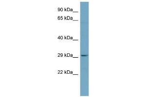 WB Suggested Anti-PAFAH1B2  Antibody Titration: 0. (PAFAH1B2 antibody  (N-Term))