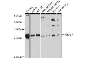 Western blot analysis of extracts of various cell lines, using MRPS7 Rabbit pAb (ABIN7268588) at 1:1000 dilution. (MRPS7 antibody  (AA 110-190))