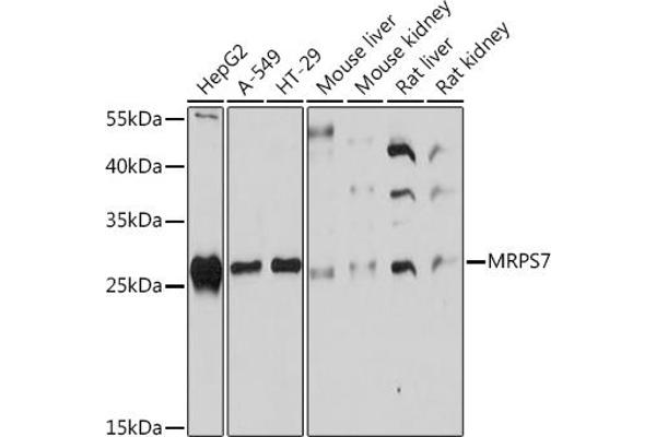 MRPS7 anticorps  (AA 110-190)
