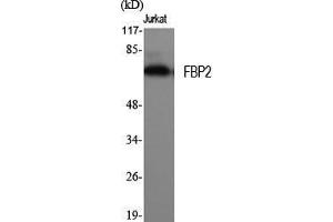 Western Blot (WB) analysis of specific cells using FBP2 Polyclonal Antibody. (FBP2 antibody  (N-Term))