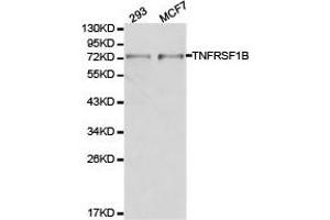 Western Blotting (WB) image for anti-Tumor Necrosis Factor Receptor Superfamily, Member 1B (TNFRSF1B) antibody (ABIN1875134) (TNFRSF1B antibody)