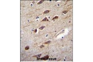 RUSC2 Antibody (N-term) (ABIN656030 and ABIN2845404) immunohistochemistry analysis in formalin fixed and paraffin embedded human brain tissue followed by peroxidase conjugation of the secondary antibody and DAB staining. (RUSC2 antibody  (N-Term))
