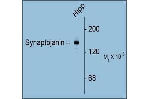 Western Blotting (WB) image for anti-Synaptojanin 1 (SYNJ1) (C-Term) antibody (ABIN782444) (Synaptojanin 1 antibody  (C-Term))