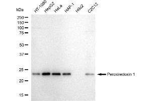 anti-Peroxiredoxin 1 (PRDX1) antibody