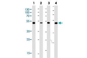 Western Blot analysis of Lane 1: A549, Lane 2: MCF-7, Lane 3: HL-60 and Lane 4: mouse C2C12 (35 ug/lane) with AVPR1A monoclonal antibody, clone 721CT25. (AVPR1A antibody  (AA 353-383))