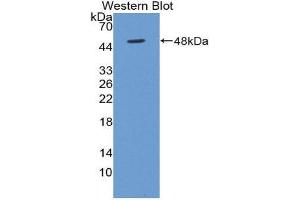 Western Blotting (WB) image for anti-Bone Morphogenetic Protein 4 (BMP4) (AA 22-408) antibody (ABIN1858156) (BMP4 antibody  (AA 22-408))