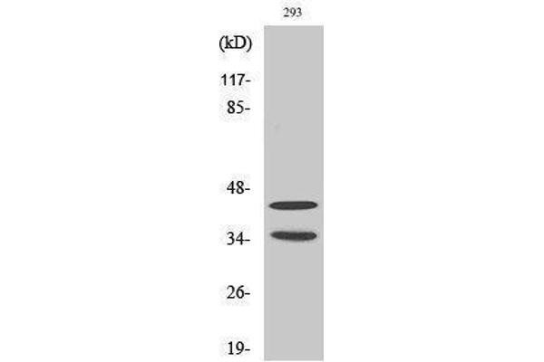 CDK10 antibody  (Internal Region)