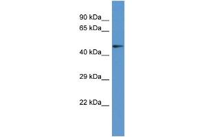 Host: Rabbit Target Name: PANK2 Sample Type: COLO205 Whole Cell lysates Antibody Dilution: 1. (PANK2 antibody  (Middle Region))