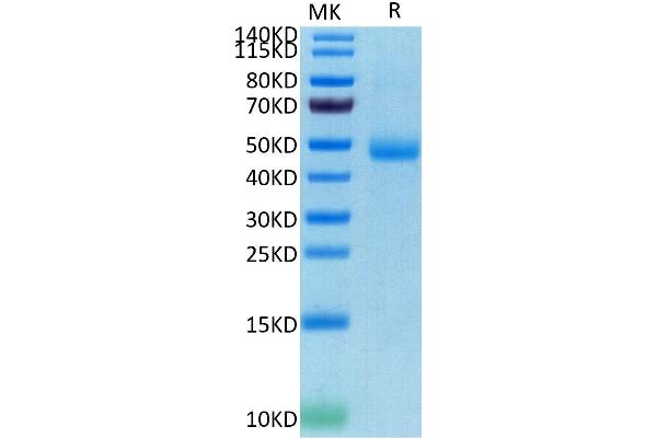SIRPG Protein (AA 29-360) (His-Avi Tag)