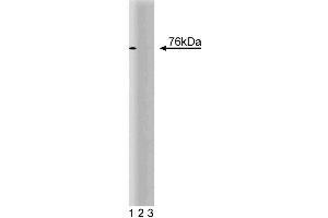 Western blot analysis of CUL-2 on a Jurkat cell lysate (Human T-cell leukemia, ATCC TIB-152). (Cullin 2 antibody  (AA 18-182))