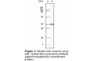 Image no. 2 for anti-B Lymphoid Tyrosine Kinase (BLK) antibody (ABIN232111) (BLK antibody)