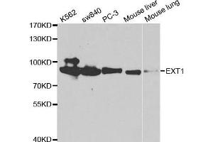 Western blot analysis of extracts of various cell lines, using EXT1 antibody. (EXT1 antibody  (AA 467-746))