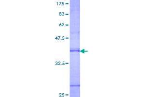 RAMP2 Protein (AA 45-144) (GST tag)