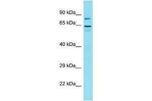Western Blotting (WB) image for anti-Golgin A6 Family-Like 1 (GOLGA6L1) (N-Term) antibody (ABIN2437776) (GOLGA6L1 antibody  (N-Term))