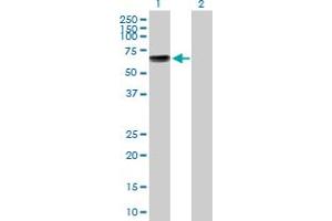 Western Blot analysis of KCNA1 expression in transfected 293T cell line by KCNA1 MaxPab polyclonal antibody.