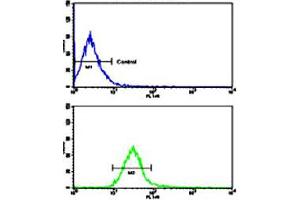 Flow cytometric analysis of NCI-H460 cells using PTK7 polyclonal antibody (bottom histogram) compared to a negative control cell (top histogram). (PTK7 antibody  (N-Term))