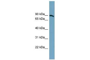 Western Blotting (WB) image for anti-Solute Carrier Family 6 (Amino Acid Transporter), Member 14 (Slc6a14) (Middle Region) antibody (ABIN2781626)