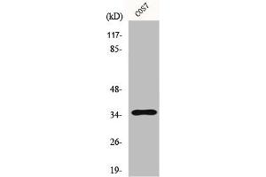 Western Blot analysis of A549 cells using FoxL1 Polyclonal Antibody (FOXL1 antibody  (Internal Region))