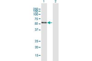 Western Blot analysis of NR2C1 expression in transfected 293T cell line by NR2C1 MaxPab polyclonal antibody. (NR2C1 antibody  (AA 1-467))