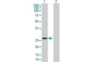 Western Blot analysis of PRDX4 expression in transfected 293T cell line by PRDX4 MaxPab polyclonal antibody. (Peroxiredoxin 4 antibody  (AA 1-271))