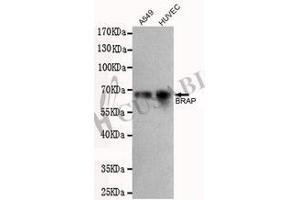 Western blot detection of BRAP in A549 and HUVEC cell lysates using BRAP antibody (1:500 diluted). (BRAP antibody)