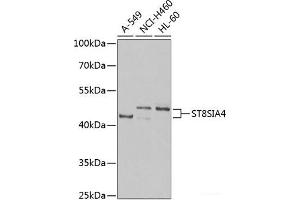 Western blot analysis of extracts of various cell lines using ST8SIA4 Polyclonal Antibody at dilution of 1:1000. (ST8SIA4 antibody)