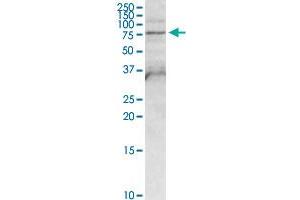 FPGT MaxPab rabbit polyclonal antibody. (FPGT antibody  (AA 1-594))