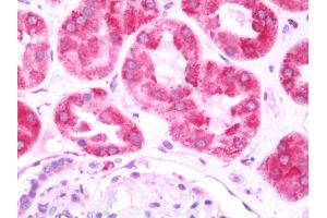 Anti-LRPAP1 antibody IHC staining of human kidney. (LRPAP1 antibody  (AA 31-325))