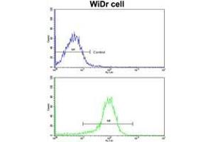 Flow Cytometry: Analysis of widr cells using AP17856PU-N ZWINT Antibody (Center)(bottom histogram) compared to a Negative control cell (Top histogram). (ZWINT antibody  (Middle Region))