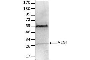 Image no. 1 for anti-Tumor Necrosis Factor (Ligand) Superfamily, Member 15 (TNFSF15) antibody (ABIN3071877) (TNFSF15 antibody)