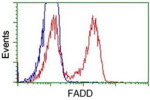 HEK293T cells transfected with either RC201805 overexpress plasmid (Red) or empty vector control plasmid (Blue) were immunostained by anti-FADD antibody (ABIN2453015), and then analyzed by flow cytometry. (FADD antibody)