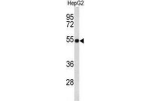 Western blot analysis of Fibulin-4 (arrow) in HepG2 cell line lysates (35ug/lane) using Fibulin-4  Antibody  (C-term). (FBLN4 antibody  (C-Term))