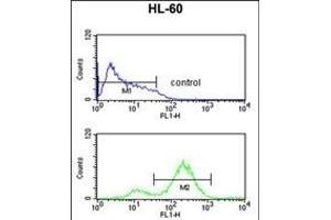 EIF4E Antibody (ABIN650675 and ABIN2838634) flow cytometric analysis of HL-60 cells (bottom histogram) compared to a negative control cell (top histogram).