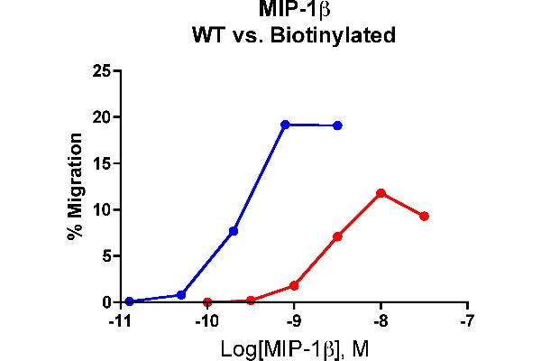 CCL4 Protein (AA 24-92)