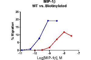 Cells expressing recombinant CCR5 were assayed for migration through a transwell filter at various concentrations of WT or Biotinylated MIP-1β. (CCL4 Protein (AA 24-92))