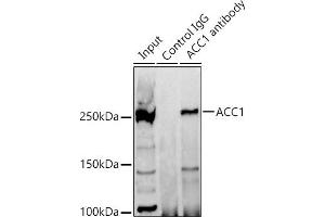 Immunoprecipitation analysis of 300 μg extracts of 293T cells using 3 μg  antibody (ABIN7265370). (Acetyl-CoA Carboxylase alpha antibody)