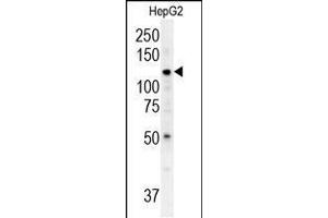 Western blot analysis in HepG2 cell line lysates (35ug/lane). (ATP13A3 antibody  (N-Term))