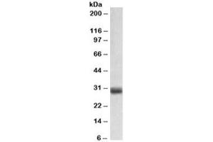Western blot testing of human placenta lysate with FGF5 antibody at 0. (FGF5 antibody)