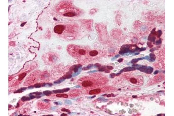 ORAI3 antibody  (C-Term)