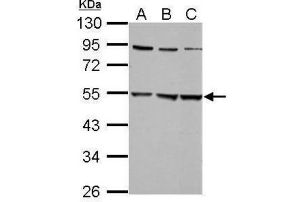 GLRa2 anticorps