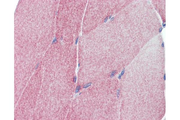 TEAD4 antibody  (C-Term)