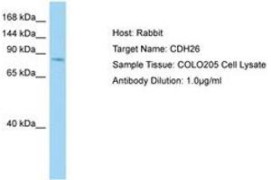 Image no. 1 for anti-Cadherin 26 (CDH26) (AA 385-434) antibody (ABIN6750170) (CDH26 antibody  (AA 385-434))