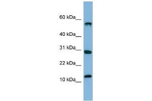 WB Suggested Anti-SRAntibody Titration:  0. (SRP19 antibody  (Middle Region))