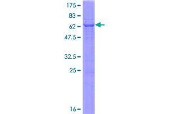 RNLS Protein (AA 1-342) (GST tag)