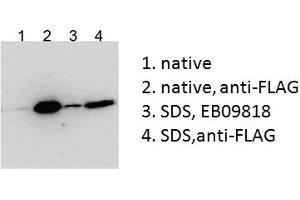 Western Blotting (WB) image for anti-Bicaudal C Homolog 1 (BICC1) (AA 223-234) antibody (ABIN5913408) (BICC1 antibody  (AA 223-234))