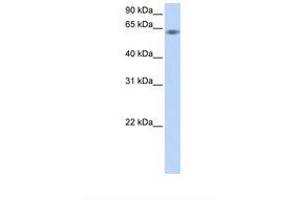 Image no. 1 for anti-Tripartite Motif Containing 9 (TRIM9) (C-Term) antibody (ABIN6737758) (TRIM9 antibody  (C-Term))